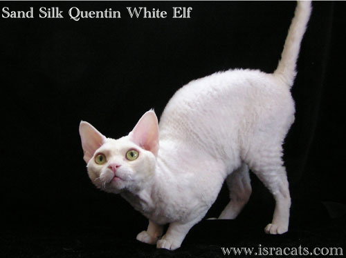 Quentin Sand Silk White Elf,   , 